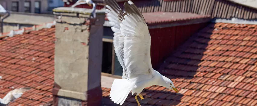 Residential Chimney Animal Removal Solution in Mission, TX