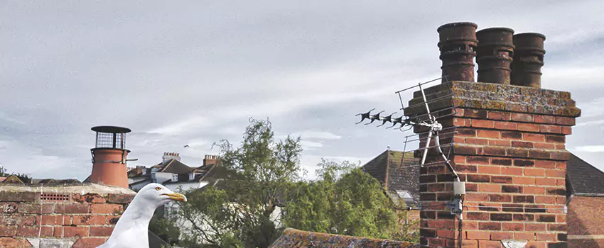 Chimney Cleaning And Restoration in Mission, Texas